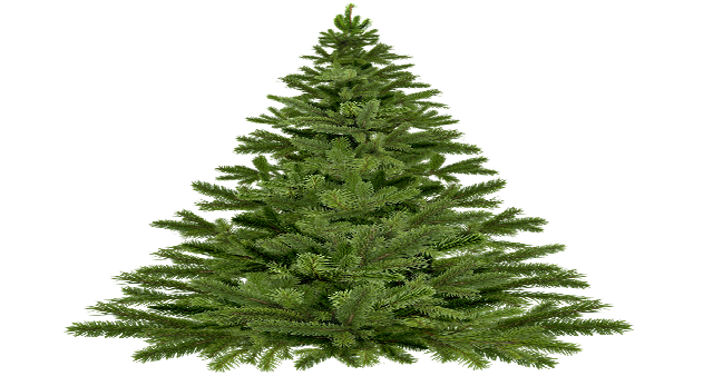 “L’albero della ripresa” di Area Pro 2020: 12 e 19 dic 2020. Appendi all’albero un oggetto o un messaggio.